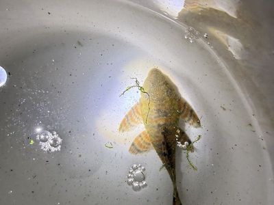 King Tiger Plecos