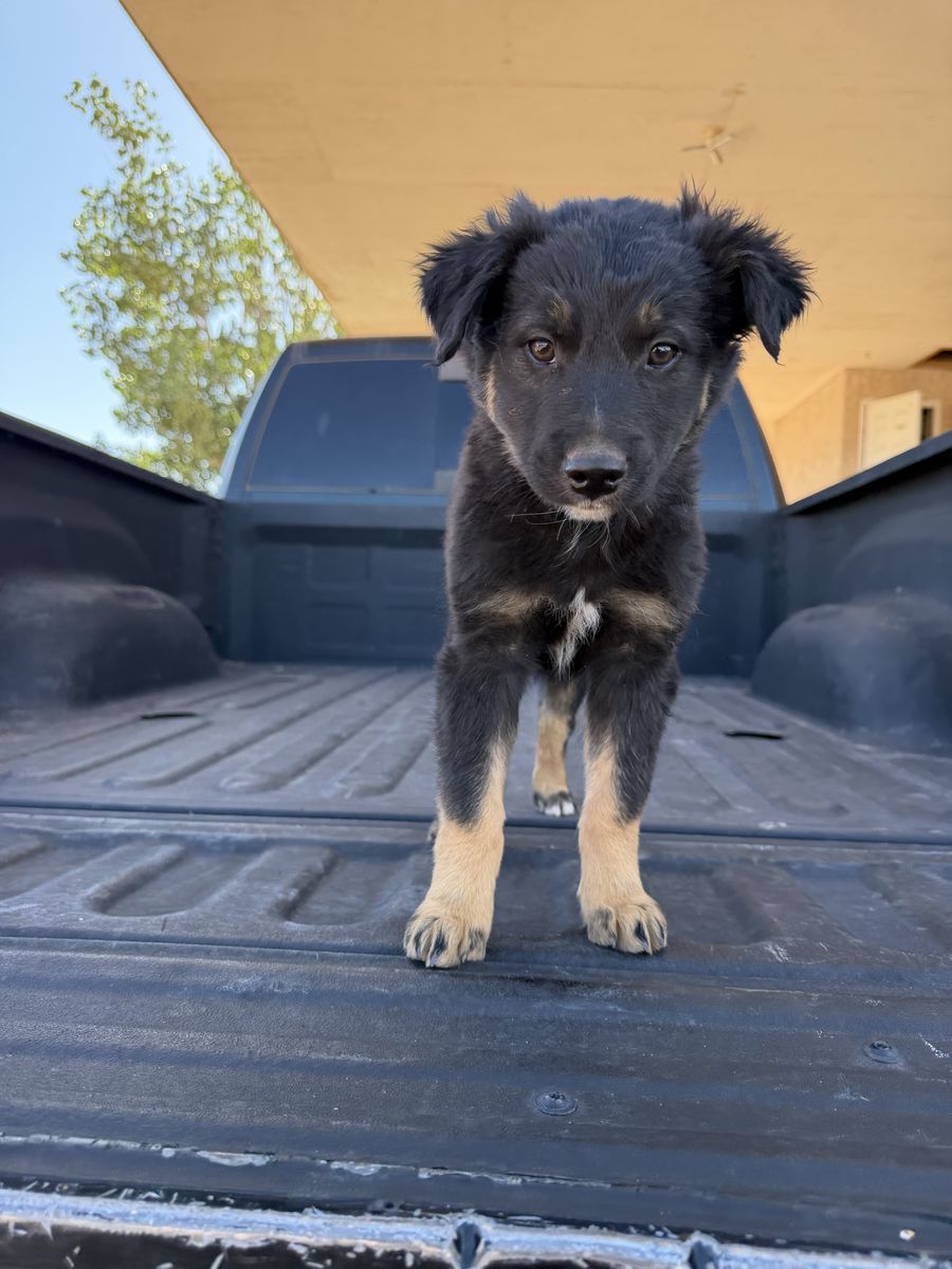 Adorable Australian Shepherd/border collie  Puppy