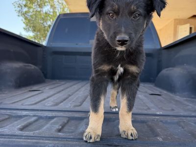 Adorable Australian Shepherd/border collie Puppy