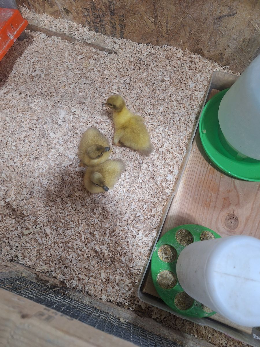 Welsh Harlequin Ducklings
