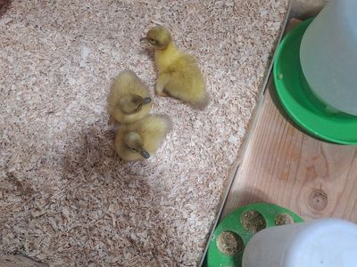 Welsh Harlequin Ducklings