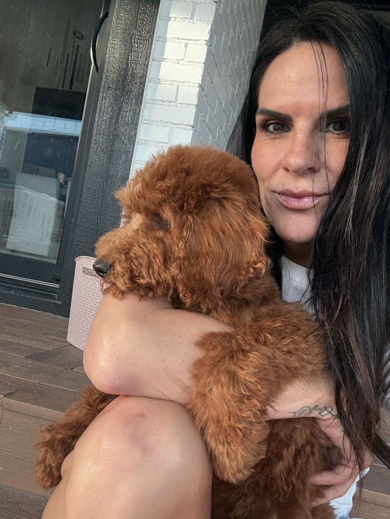 Deep Red Pure Mini Poodle Puppies