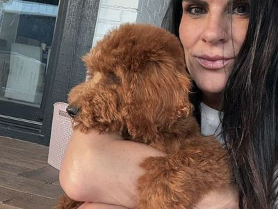 Deep Red Pure Mini Poodle Puppies