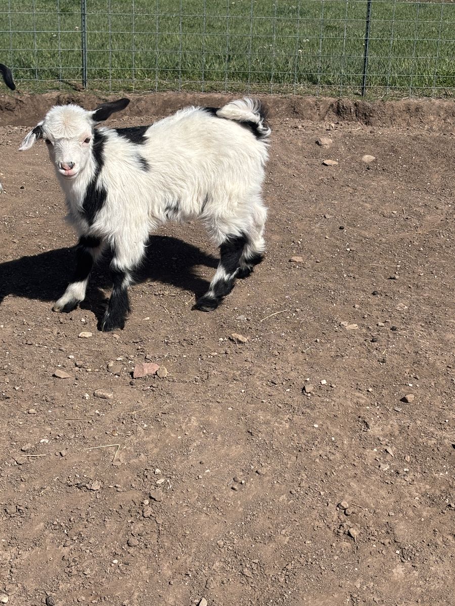 Mini fainting goats