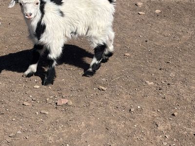 Mini fainting goats