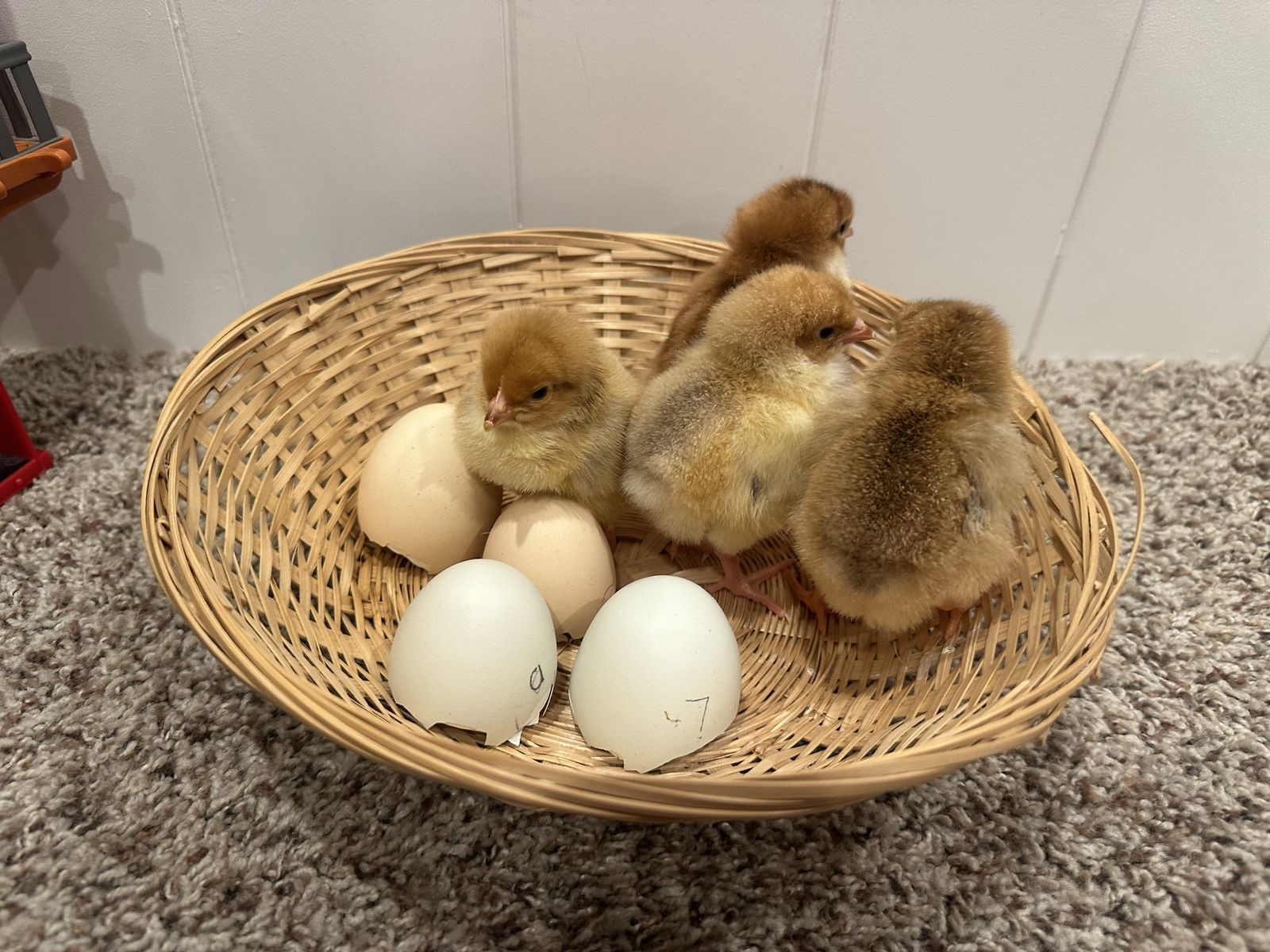 Buy 2 get 1 free Aloha, Bluebell and Other chicks