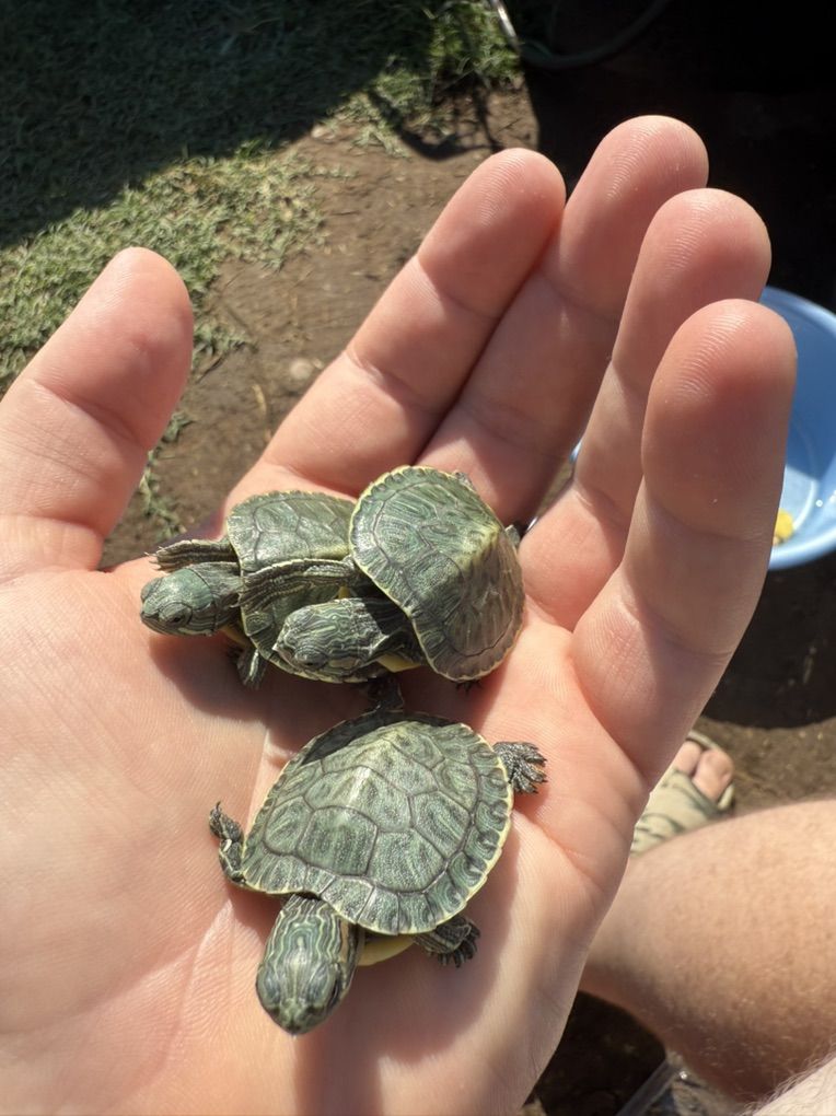 Yellow Belly And Red Ear slider Turtles