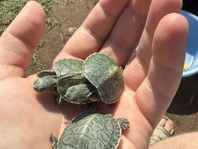 Yellow Belly And Red Ear slider Turtles