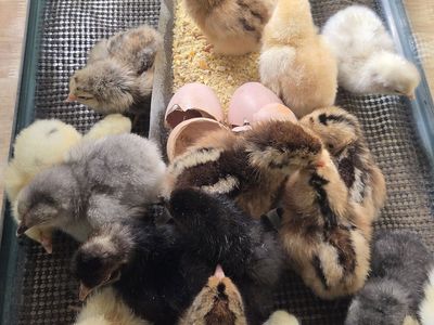 CHICKS