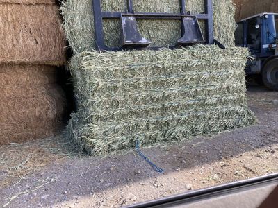Oat hay