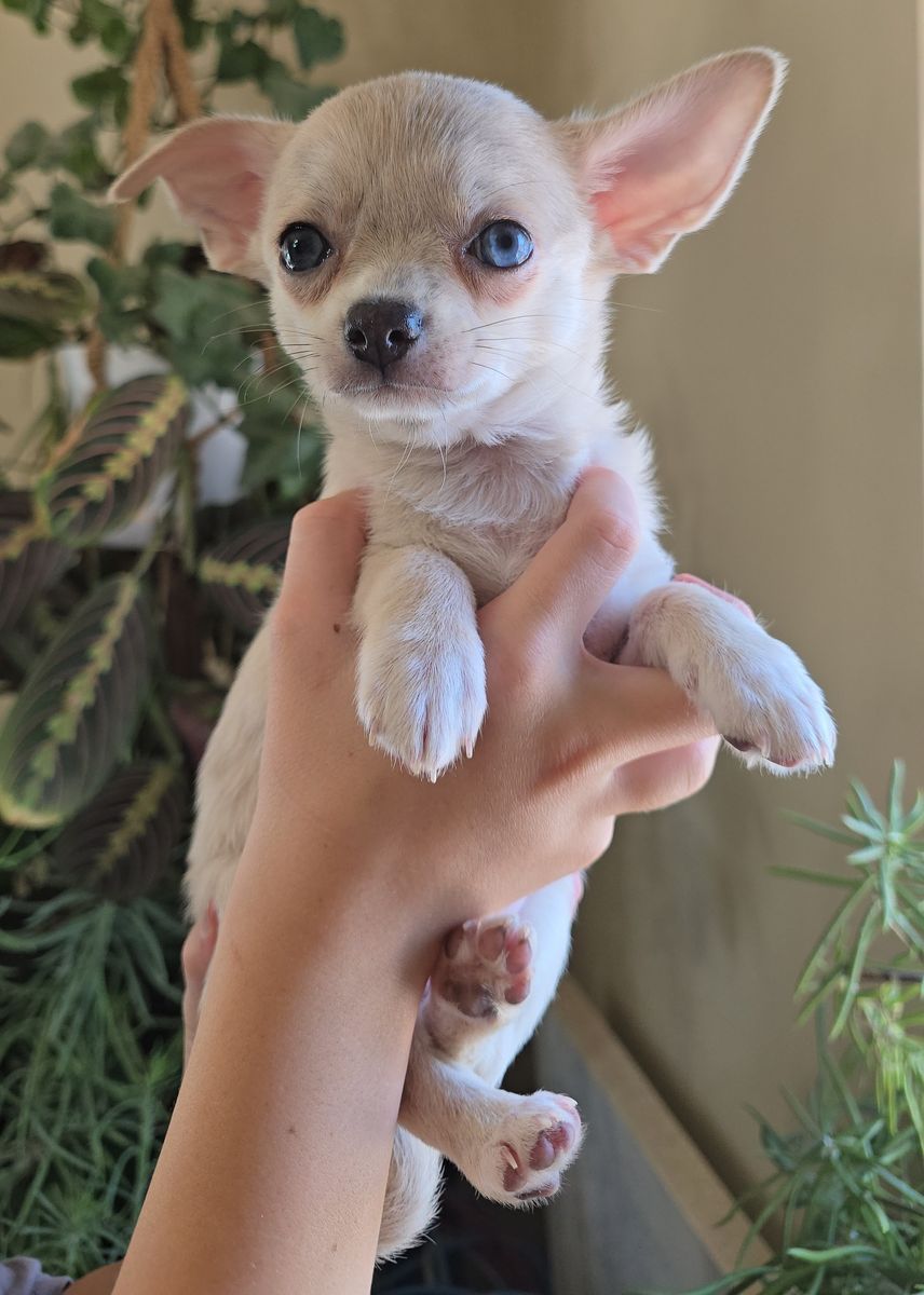 AKC Male Chihuahua Puppy! Ready Now!