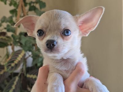 AKC Male Chihuahua Puppy! Ready Now!