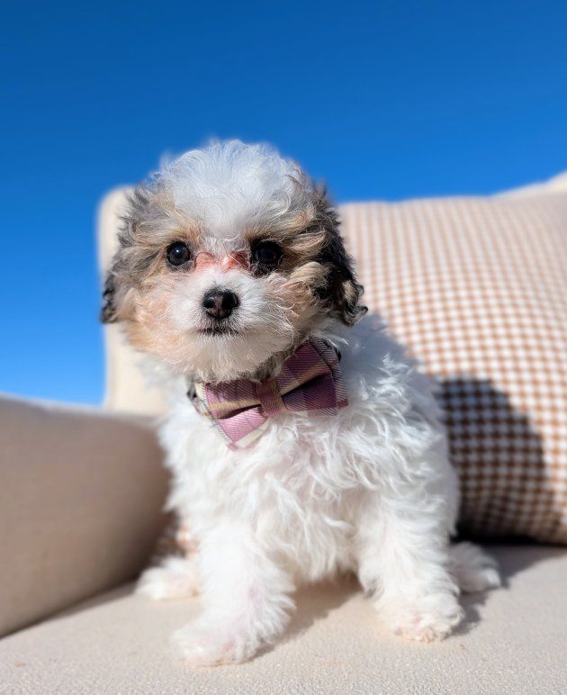 Merle Tri - Tiny Toy Labradoodle Girl, 4-7lbs