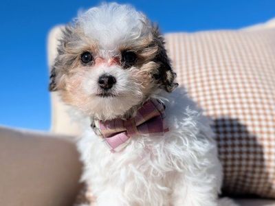 Merle Tri - Tiny Toy Labradoodle Girl, 4-7lbs