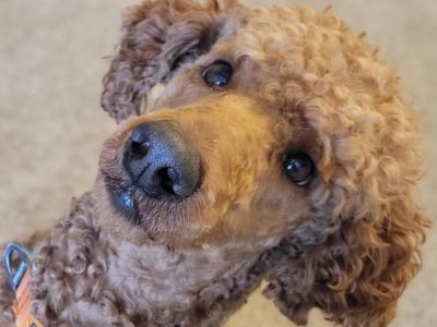 AKC Mini/ Moyen Red Poodle Clear Stud