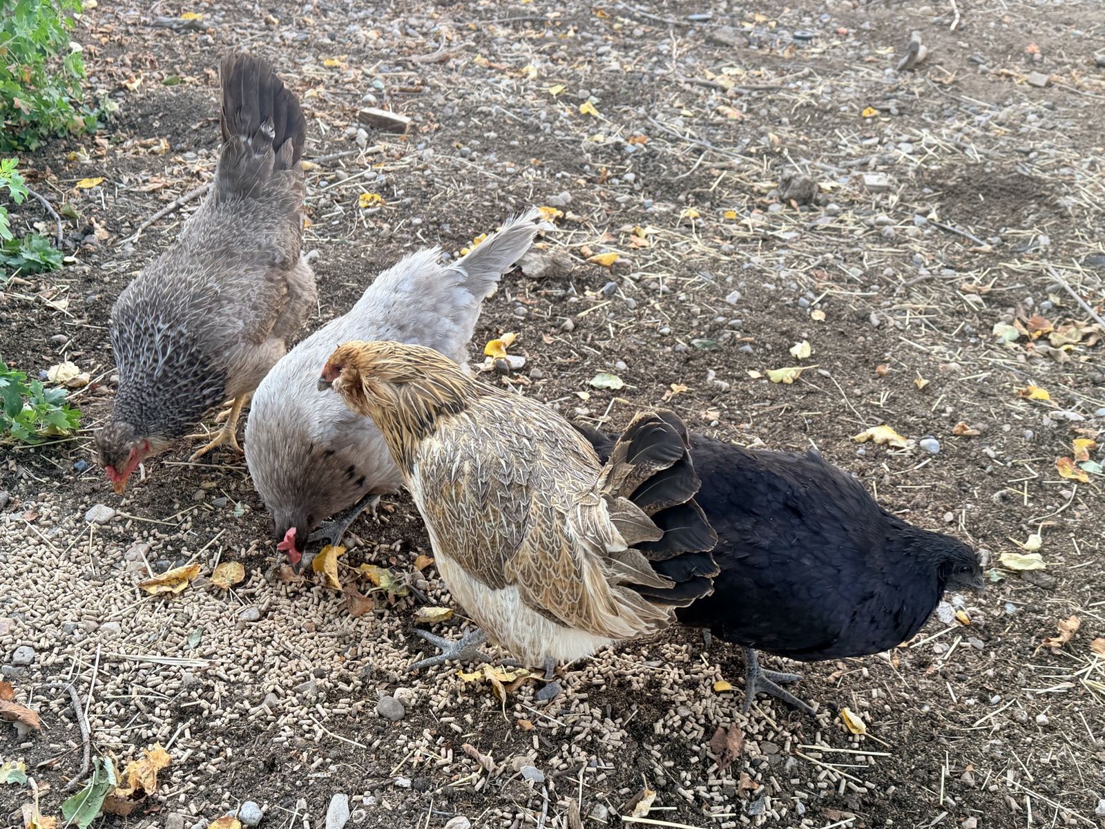 Four 1-Year-Old Laying Hens - Free to Good Home Today!