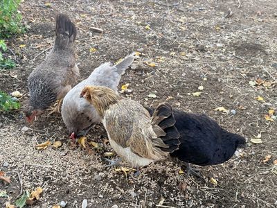 Four 1-Year-Old Laying Hens - Free to Good Home Today!