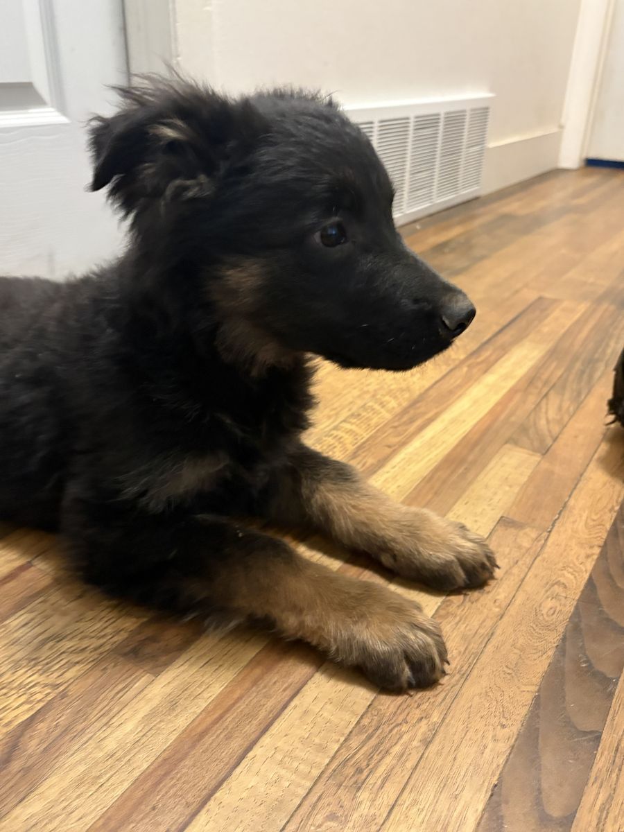 German Shepherd Puppies AKC