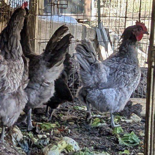 Young laying hens