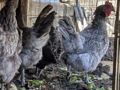 Young laying hens