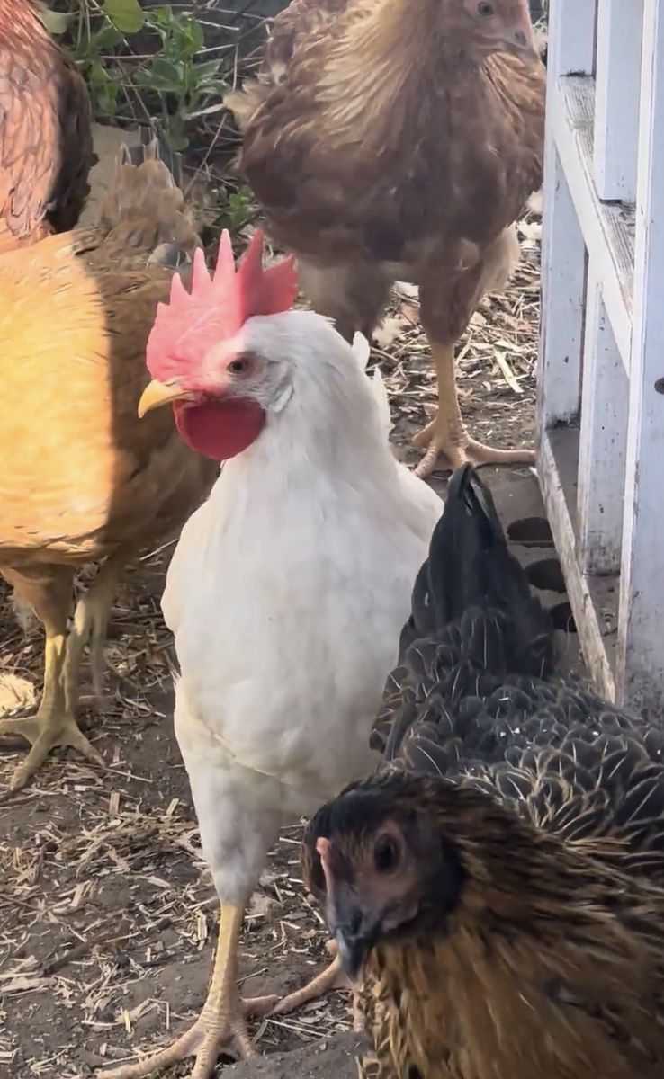 Rooster White Leghorn