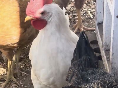 Rooster White Leghorn