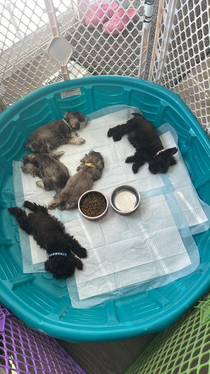 Miniature Schnauzers