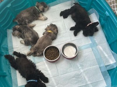 Miniature Schnauzers