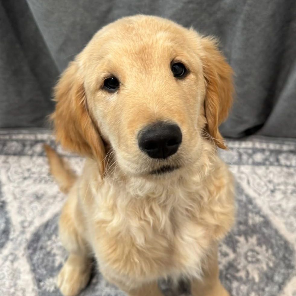 AKC Golden Retrievers