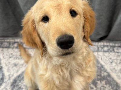 AKC Golden Retrievers