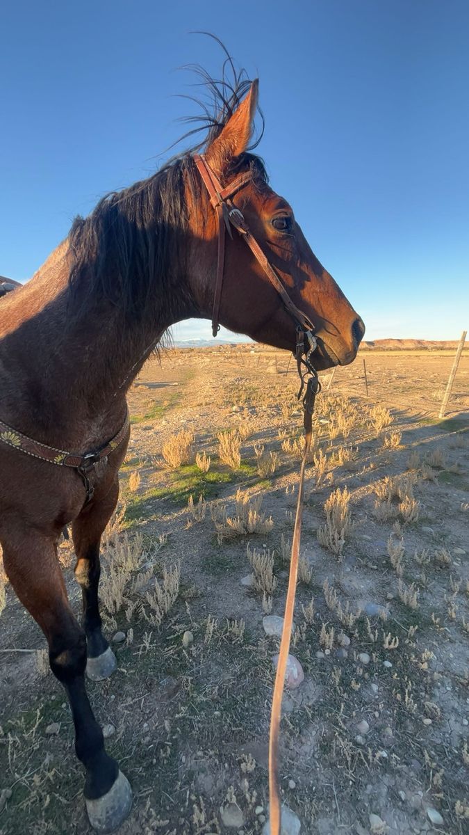 6 year old mare