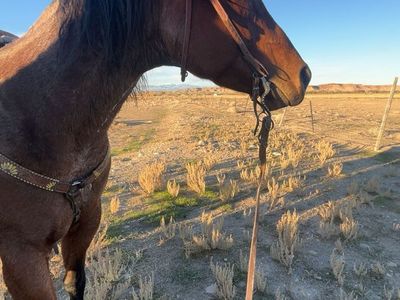 6 year old mare