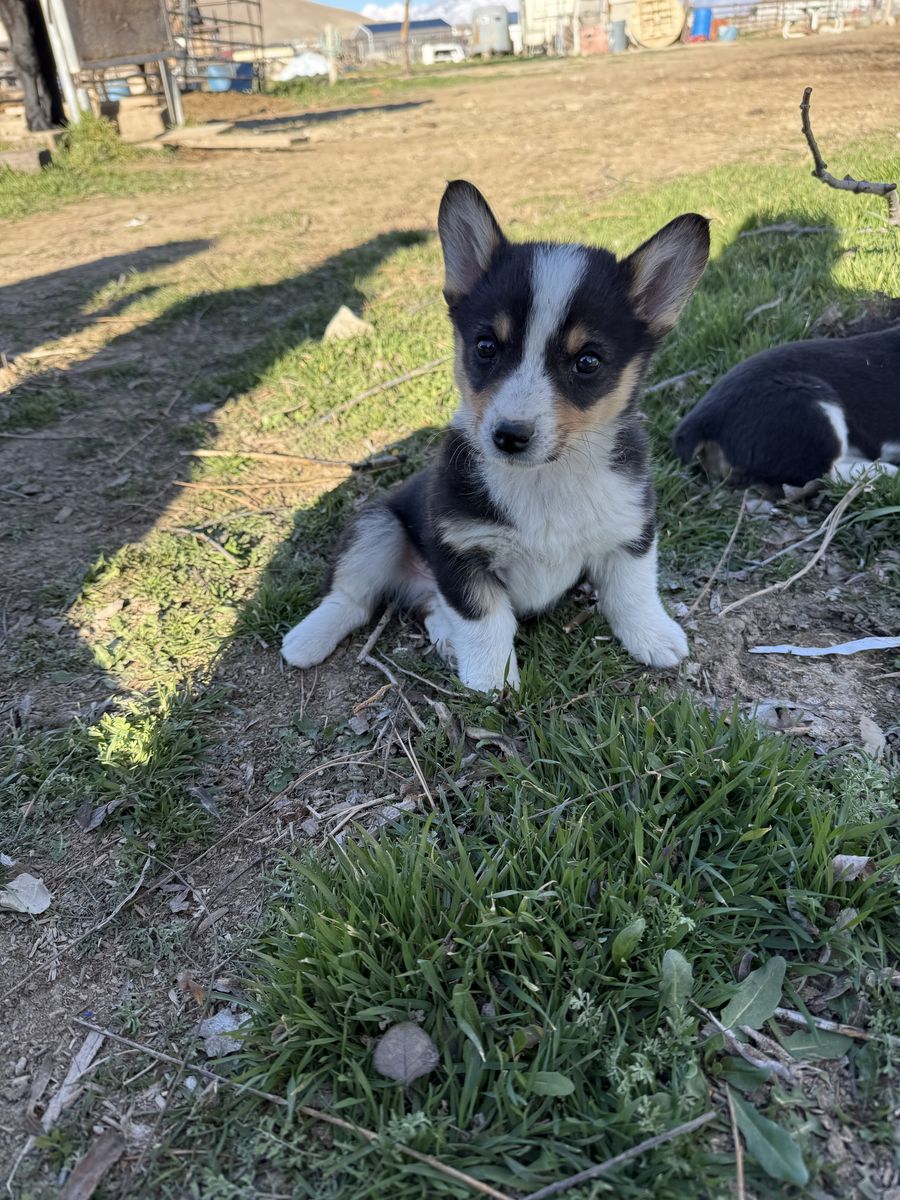 Cute Cowboy Corgi Puppys