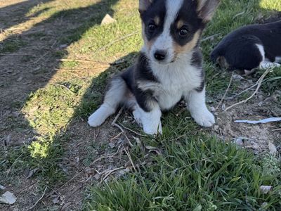 Cute Cowboy Corgi Puppys
