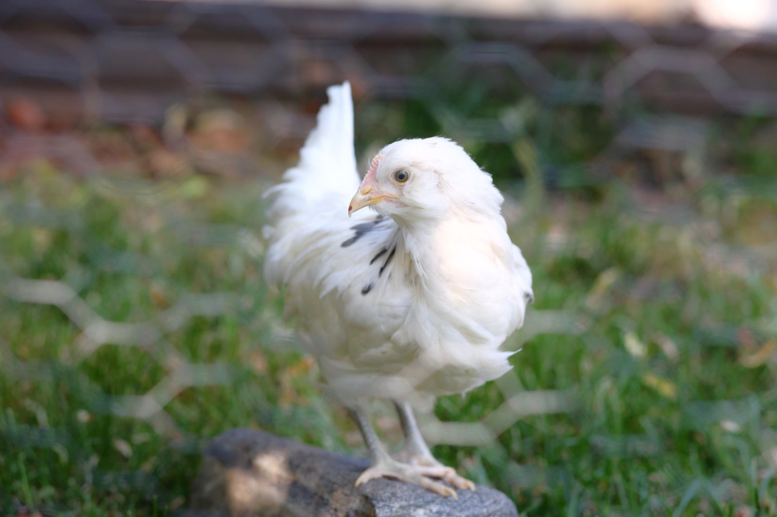 Six Easter Egger Pullets. Sapphire Jewel (baby hen-female chicken) Blue Eggs