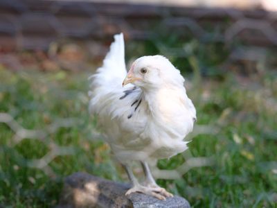 Six Easter Egger Pullets. Sapphire Jewel (baby hen-female chicken) Blue Eggs