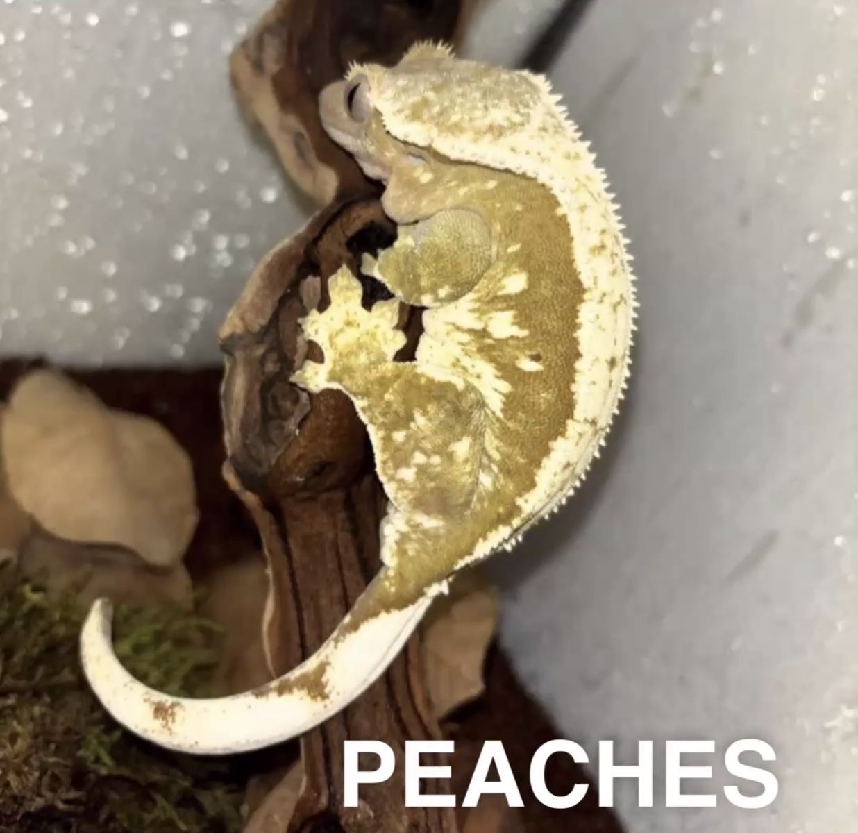 Pair of crested geckos + set up