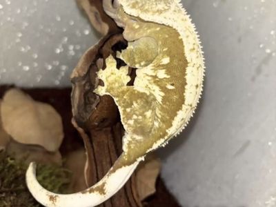 Pair of crested geckos + set up