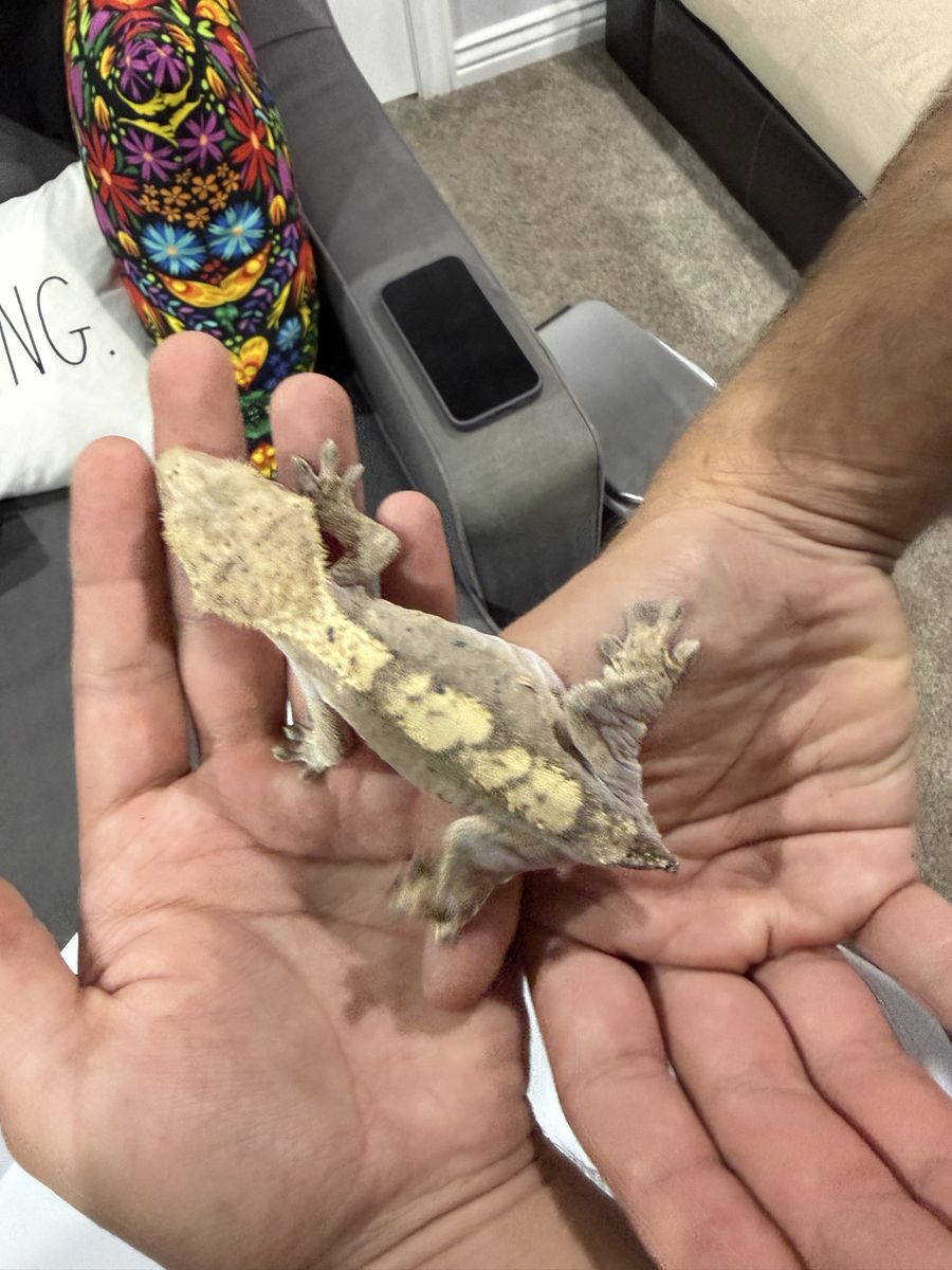 Female rtb or pet Dalmatian Crested Gecko 