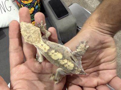 Female rtb or pet Dalmatian Crested Gecko