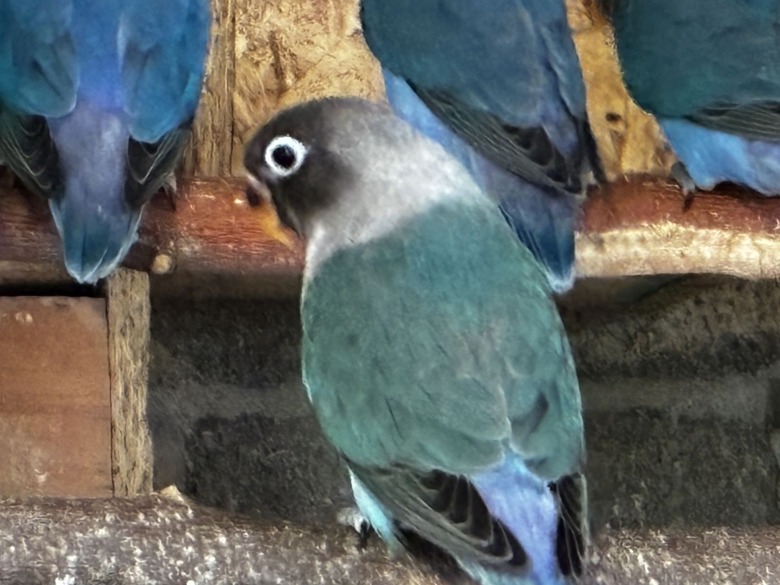 Main image 3