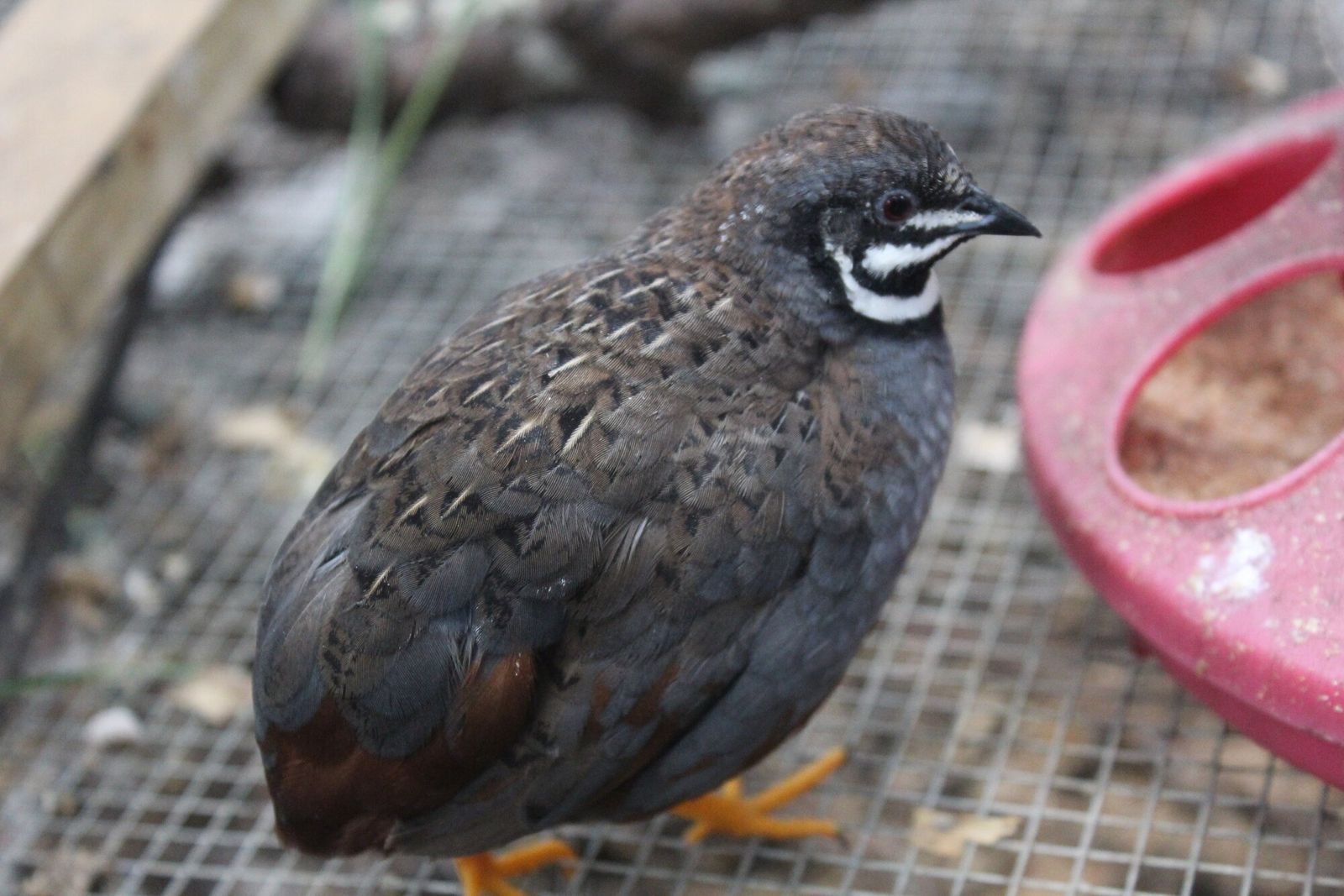 Button quail trade