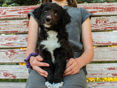 Aussiedoodle Puppies