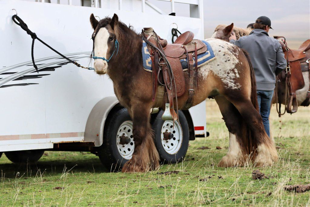 Beautiful Buckskin Appaloosa Gypsyvanner Stud service