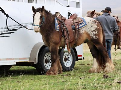 Beautiful Buckskin Appaloosa Gypsyvanner Stud service
