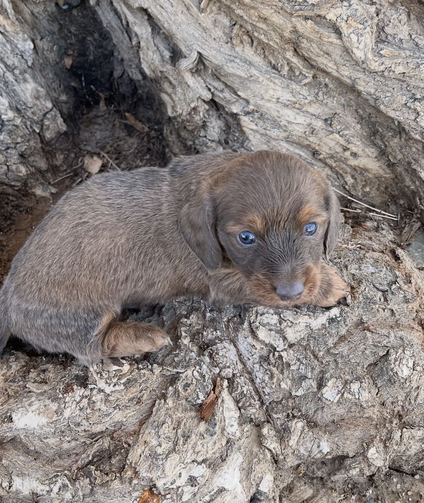 Male Long Haired Mini Dachshund