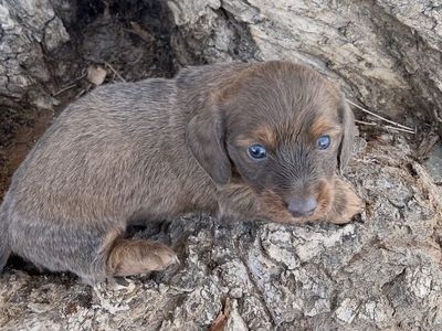 Male Long Haired Mini Dachshund