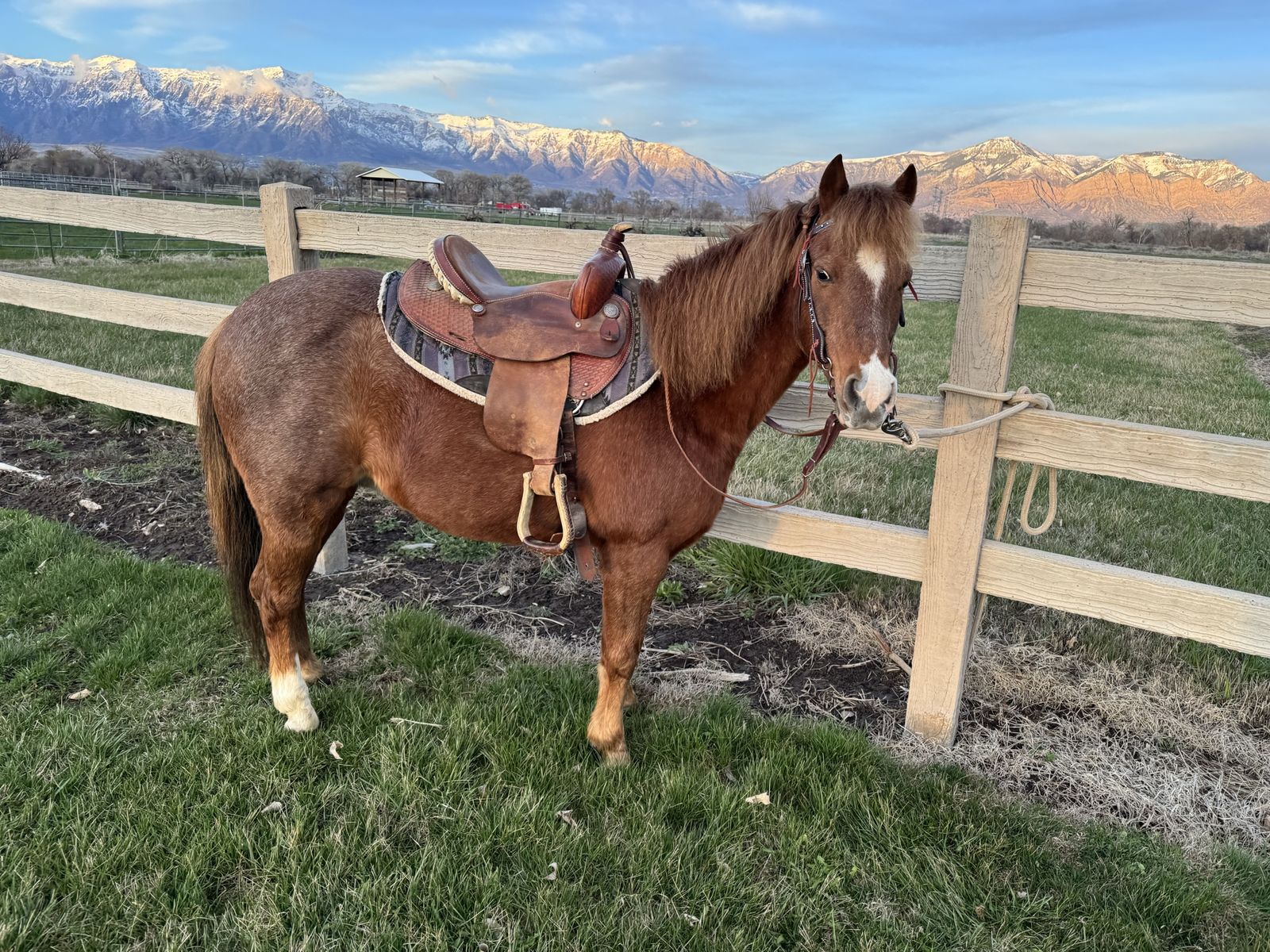 Pony for Sale