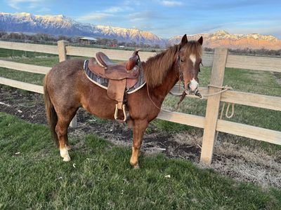 Pony for Sale