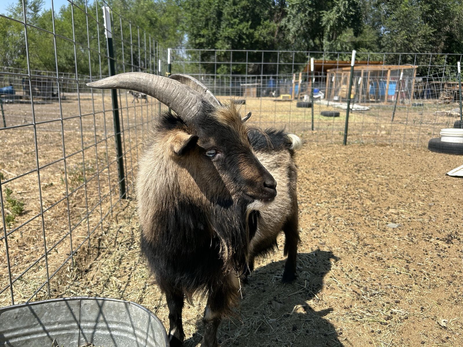 Nigerian Dwarf Bucks